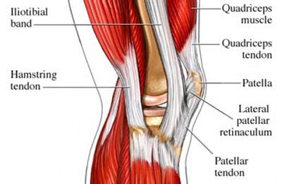 Iliotibial Band Anatomy