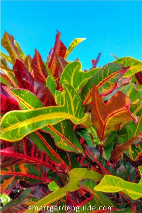 Learn why your croton plant is dropping leaves and how to prevent it. These beautiful ...