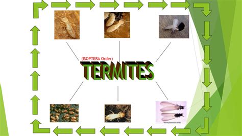 SOLUTION: Termites, Characteristics, life cycle, control, Order Isoptera, Eukaryote, - Studypool