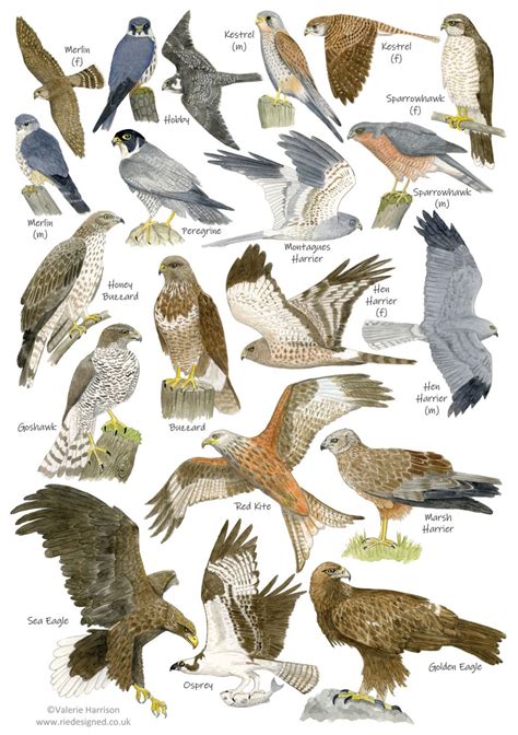 British Birds of Prey Identification A5 Card Postcard, Art Print