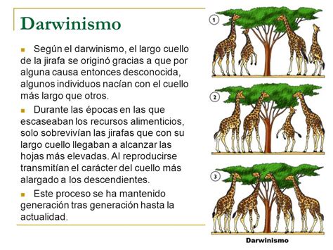 Selección natural - Escuelapedia - Recursos EducativosEscuelapedia ...