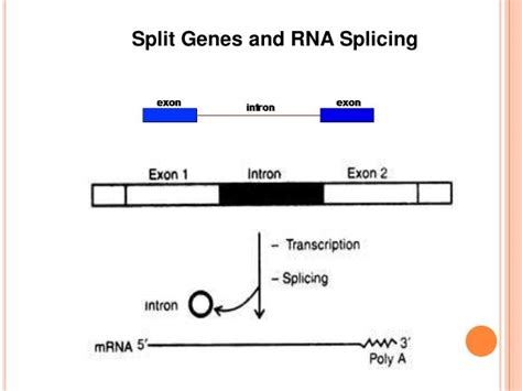 Fine structureof gene,allelic complementation,and split gene