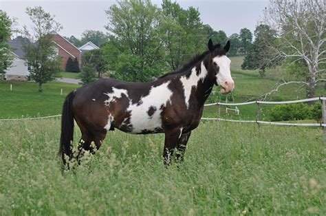 Pinto Horses | Oklahoma State University