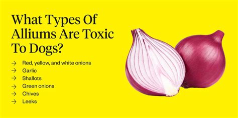 What Are The Symptoms Of Onion Poisoning In Dogs