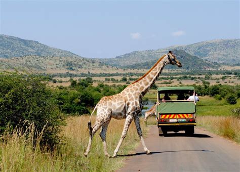 Pilanesberg National Park, Pilanesberg - The Expedition Project