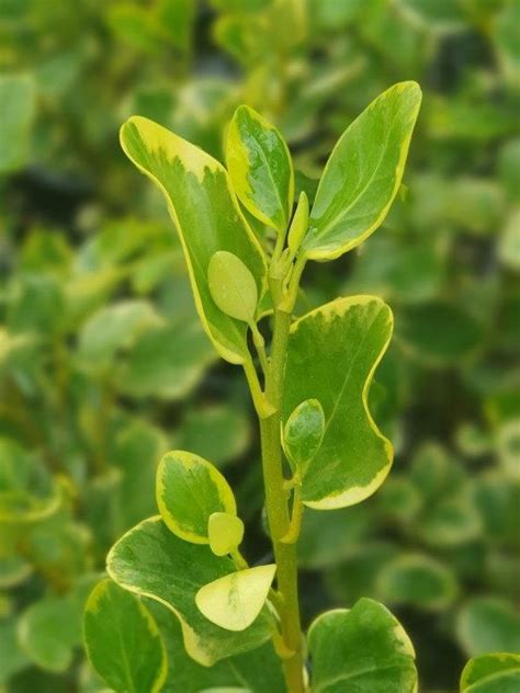 GRISELINIA Littoralis Variegata | Variegated Broadleaf