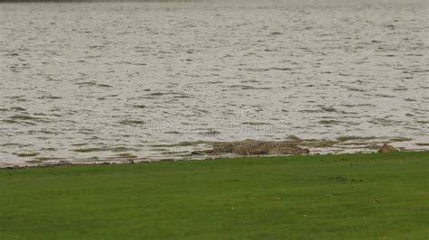 Wide Shot of Crocodylus Palustris Marsh Crocodile or Mugger Crocodile or Broad Snouted Crocodile ...