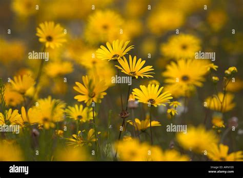 Wildflowers in Nieuwoudtville South Africa Stock Photo - Alamy