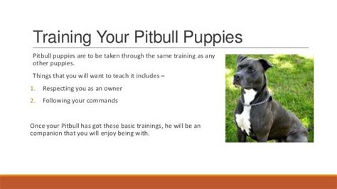 Pitbull puppies - How to Train your Pitbull Puppy