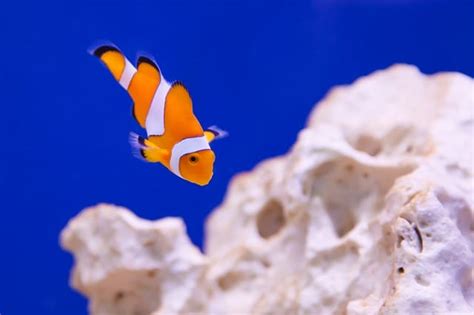 220+ Best Orange Fish Names For Your Orange Pet Fish