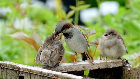 Nurturing Feathered Friends: How to Take Care of a Baby Bird? - The ...