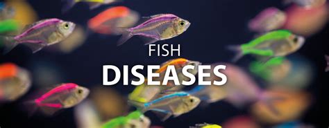 Fish diseases - EN