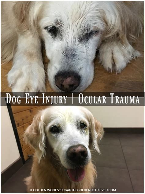 Dog Eye Injury | Ocular Trauma - Golden Woofs