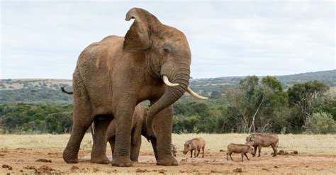 The 8 Tallest Animals in the World - AZ Animals