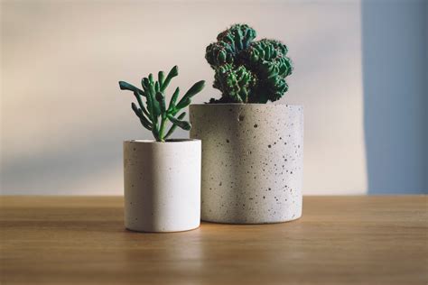 White Ceramic Flower Pot With Green Cactus Plant on Brown Wooden Surface free image | Peakpx