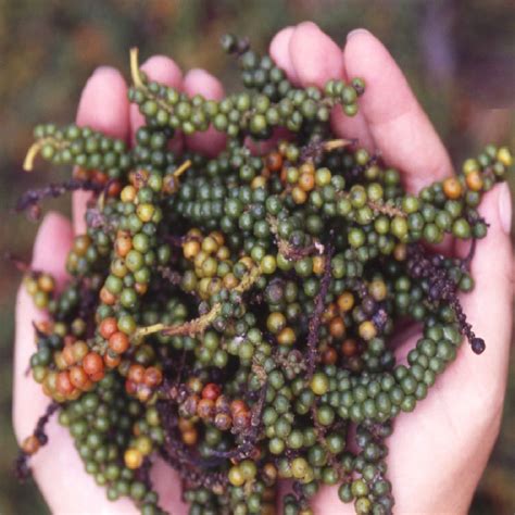 Polynesian Produce Stand : ~BLACK PEPPERCORN~Piper nigrum ANCIENT SPICE ...