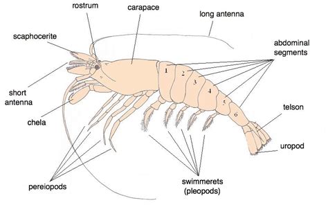 Shrimp anatomy - Shrimps