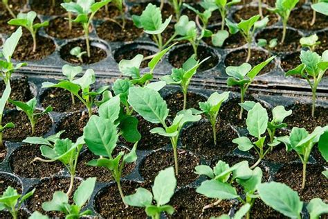 Kale Plant Spacing Kale spacing: how far apart to plant