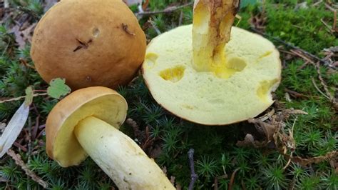 Please help me ID these boletes. Are they edible? Found in Ontario. : mushroom_hunting