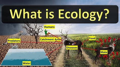 What is Ecology | Definition & Example - YouTube