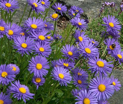 Aster Alpine Pink Aster Alpinus Seeds