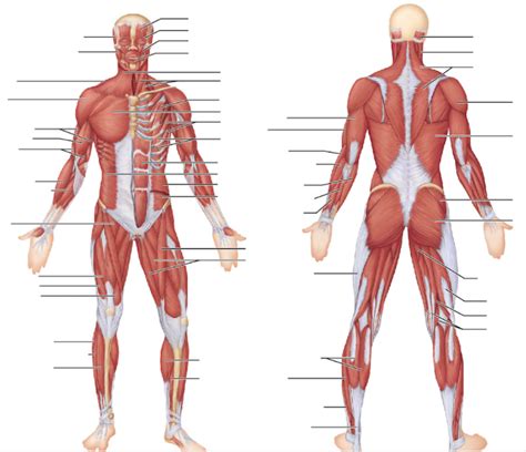 Superficial Muscles Diagram | Quizlet