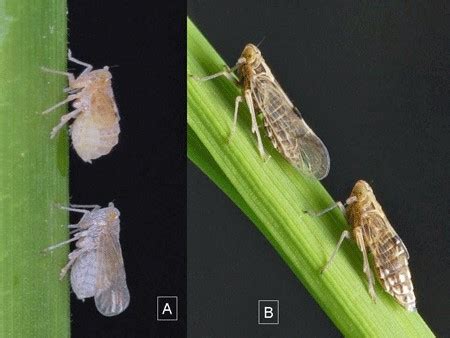 Fact sheet - Rice brown planthopper (064)