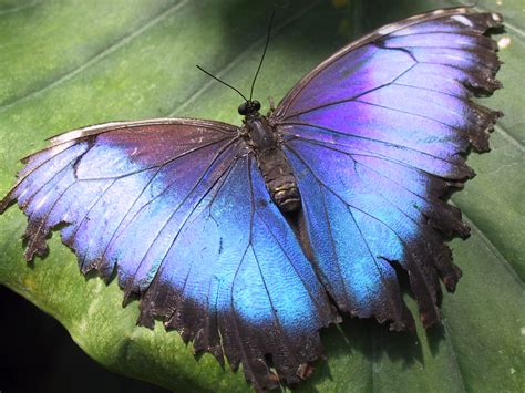 File:Hunawihr-morpho-butterfly.jpg - Wikimedia Commons