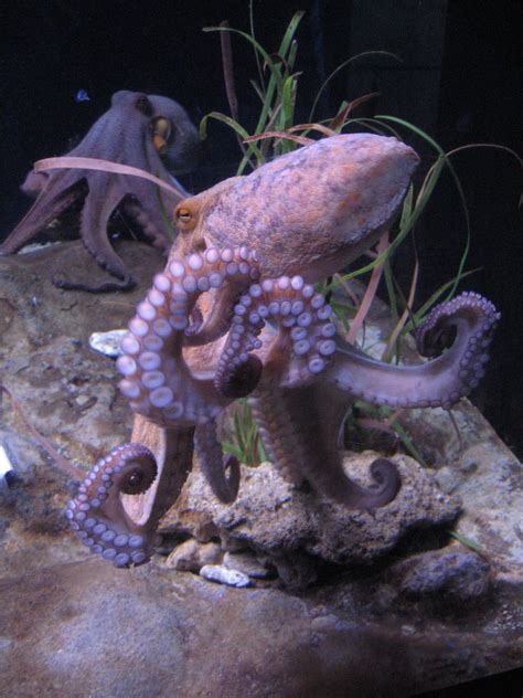 Octopus Facts: Habitat, Behavior, Diet | Octopus pictures, Octopus facts, Octopus