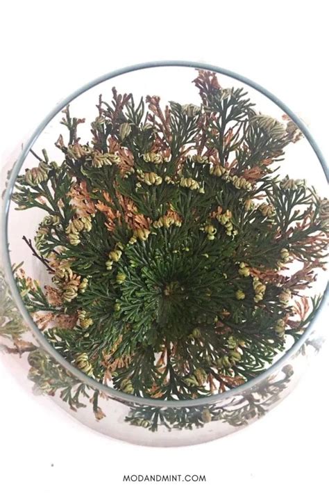 Rose of Jericho Care - How to Grow a Resurrection Plant