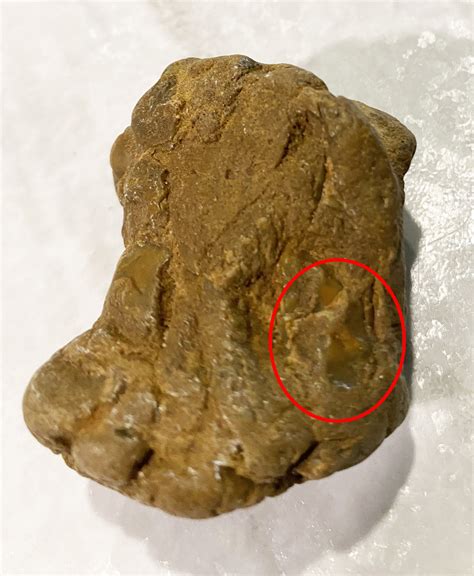 Is this dinosaur poop? - Fossil ID - The Fossil Forum