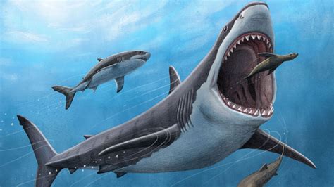 Megalodon sharks may have become megapredators by running hot