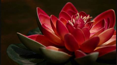 Red Lotus Flower: Meaning and Symbolism - Mythologian.Net