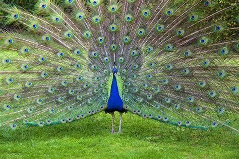 Peacock - Kids | Britannica Kids | Homework Help