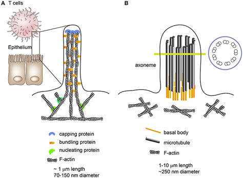 Frontiers | T Cell Microvilli: Sensors or Senders?