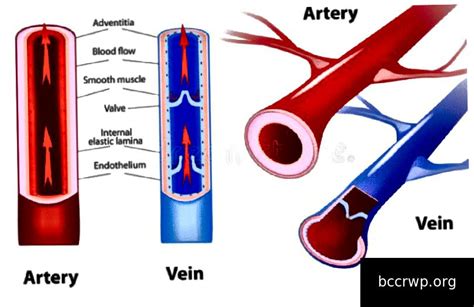 Perbedaan Antara Pembuluh Darah Arteri Dan Vena Terkait Perbedaan | SexiezPicz Web Porn