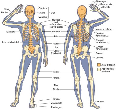 Illustration of anterior and posterior views of human skeletal structure. | Skeletal system ...