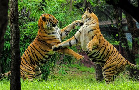 File:Bengal tiger fight.jpg - Wikimedia Commons