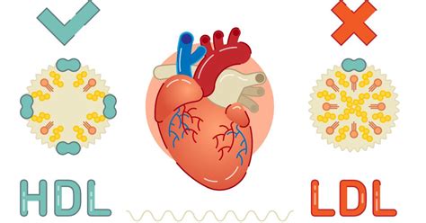 What’s the Difference Between HDL and LDL Cholesterol?