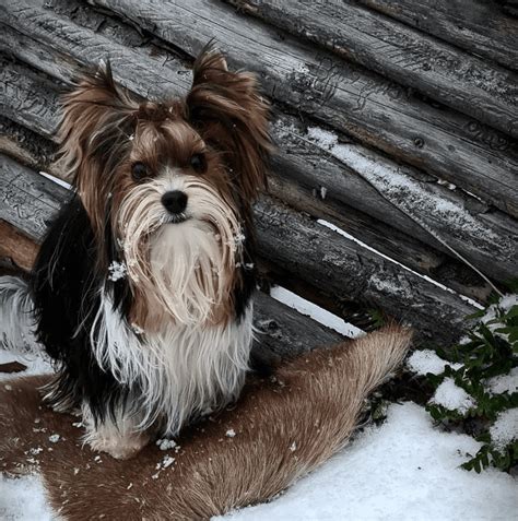 Introducing The Biewer Terrier: The 197th AKC-Recognized Breed ...