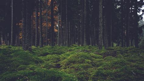 The Best 21 Dark Forest Aesthetic Wallpaper Laptop - biscliwasunt