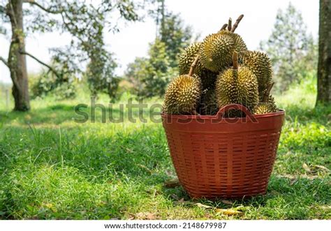 11,825 Durian Farm Stock Photos, Images & Photography | Shutterstock