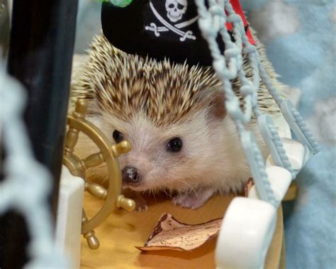 Pirate Hedgie | Pygmy hedgehog, Baby hedgehog, Cute animals