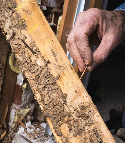WOODWORM TREATMENT Lincoln - Woodworm Removal