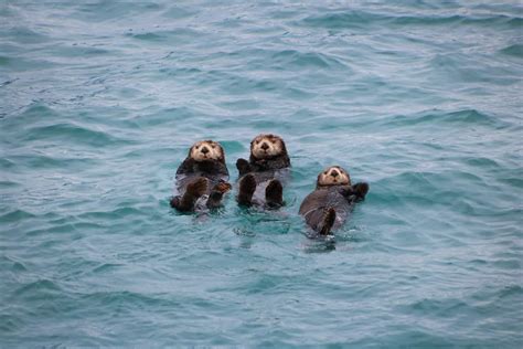 The Sea Otter's Social Behavior (They Form Rafts and Show Emotions!) - Floofmania