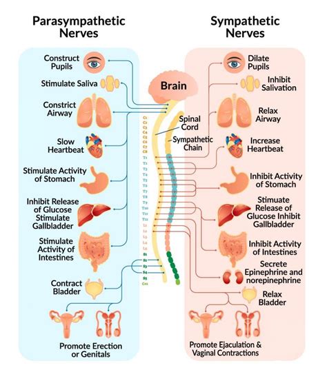 The Nervous System - An Introduction - Mariska Odendaal Physiotherapy