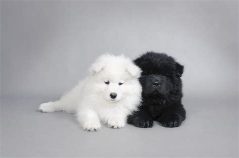 The Samoyed Chow Chow Mix: A Clash of Breeds - Happy Samoyed