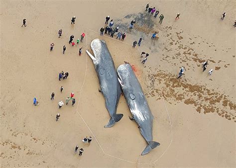 Two Sperm Whales which washed up on Skegness Beach, England yesterday ...