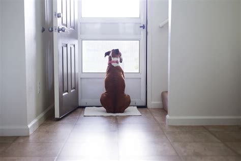 Master Dog Doorbell Training: Step-by-Step Guide for Pet Owners