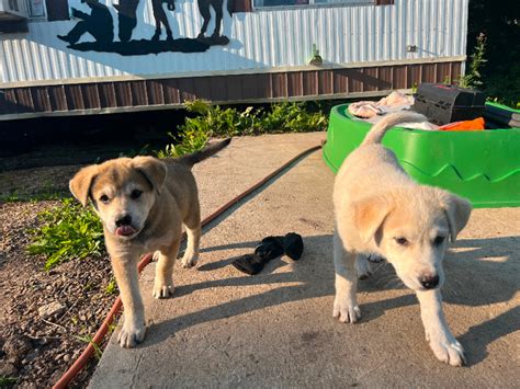 3 month old kangal mix male puppy ready for adoption. | Dogs & Puppies ...